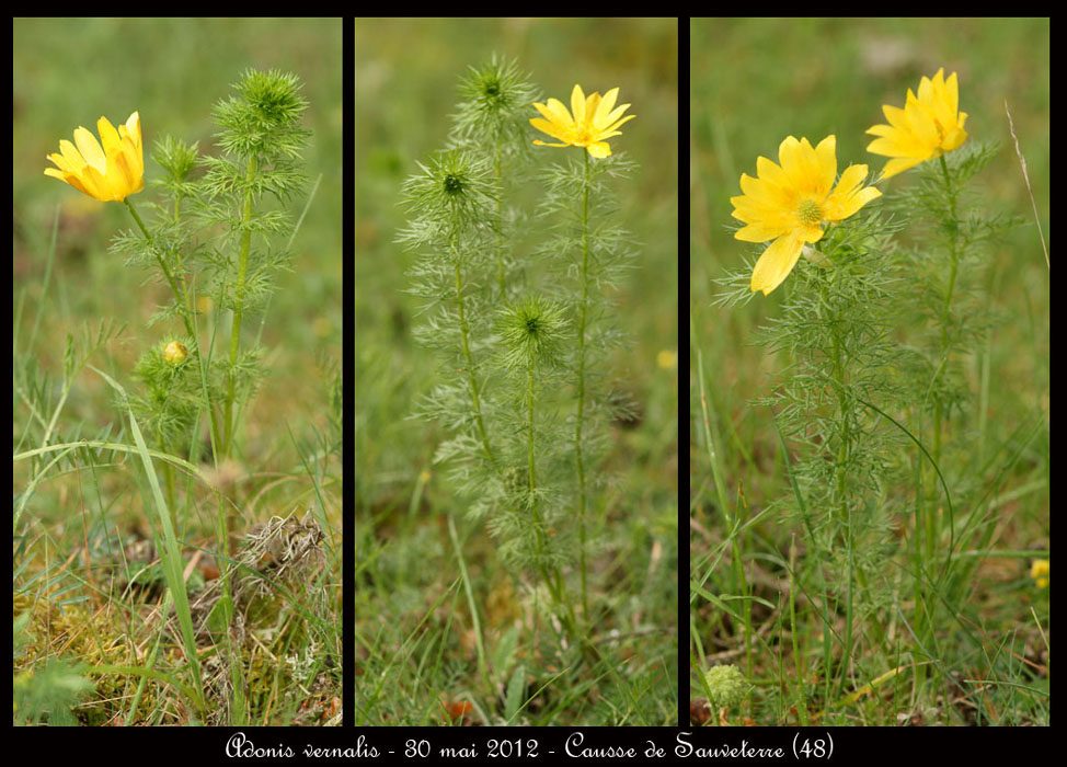 Adonis-vernalis